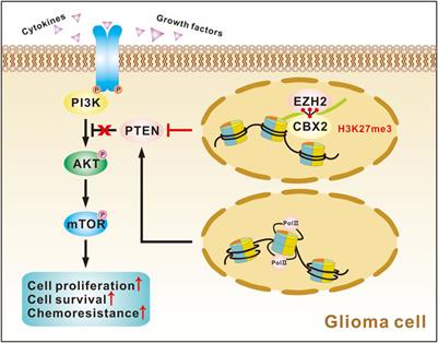 CBX2 enhances the progression and TMZ chemoresistance of glioma via EZH2-mediated epigenetic silencing of PTEN expression